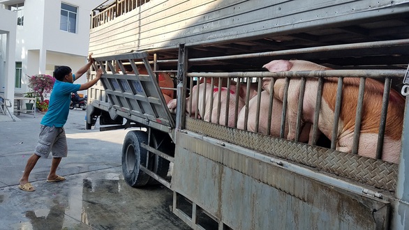 Giá thịt heo trong nước không xuống, từ ngày mai 12-6, nhập heo sống Thái Lan - Ảnh 1. Giá thịt heo trong nước không xuống, từ ngày mai 12-6, nhập heo sống Thái Lan - Ảnh 1.