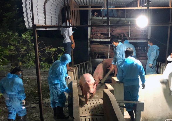 Heo Thái tràn vào Việt Nam - Ảnh 1. Heo Thái tràn vào Việt Nam - Ảnh 1.