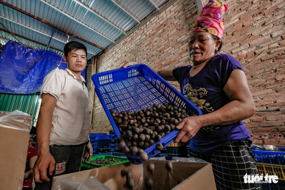 Rủ nhau làm lò ủ tỏi đen, thơm lừng cả một vùng - Ảnh 3. Rủ nhau làm lò ủ tỏi đen, thơm lừng cả một vùng - Ảnh 3.