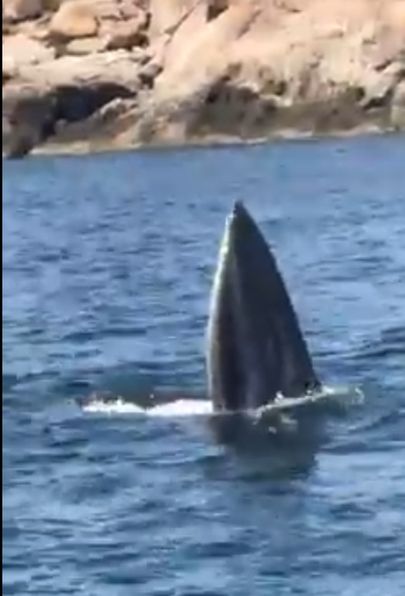 Bất ngờ thấy cá voi lưng gù săn mồi ở vịnh Cam Ranh - Ảnh 2.