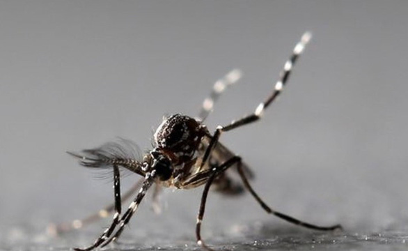 Muỗi chích có làm lây nhiễm virus corona như sốt xuất huyết? - Ảnh 1.