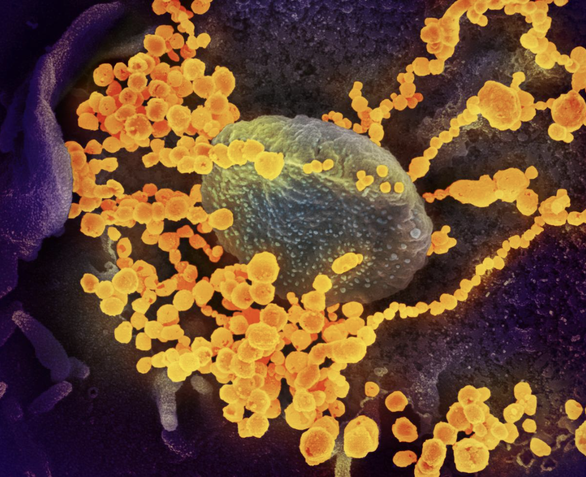 Giới khoa học hoảng hốt trước khả năng tàn phá của virus corona - Ảnh 2.