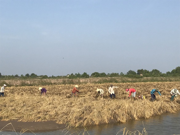 Muốn ưu đãi thuế vào EU, doanh nghiệp gạo phải được xác nhận - Ảnh 1. Muốn ưu đãi thuế vào EU, doanh nghiệp gạo phải được xác nhận - Ảnh 1.