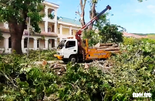 Cắt trụi xà cừ cổ thụ 40 năm là sự cố đáng tiếc, trường rút kinh nghiệm - Ảnh 1. Cắt trụi xà cừ cổ thụ 40 năm là sự cố đáng tiếc, trường rút kinh nghiệm - Ảnh 1.