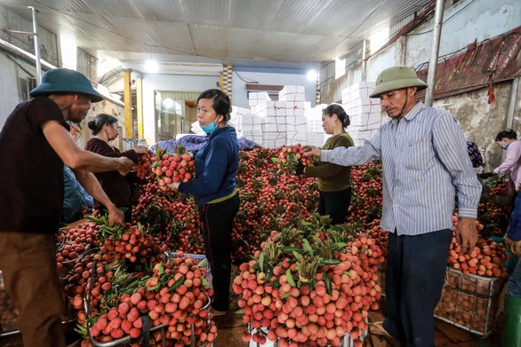 Vải thiều Bắc Giang lên 40.000 - 45.000 đồng/kg, dự báo giá tiếp tục tăng - Ảnh 1. Vải thiều Bắc Giang lên 40.000 - 45.000 đồng/kg, dự báo giá tiếp tục tăng - Ảnh 1.