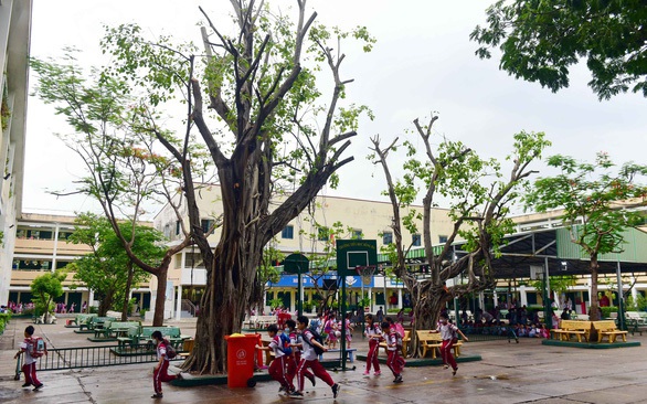 Khảo sát 21 trường học tại TP.HCM: cây xanh cắt tỉa chưa đúng kỹ thuật - Ảnh 1. Khảo sát 21 trường học tại TP.HCM: cây xanh cắt tỉa chưa đúng kỹ thuật - Ảnh 1.