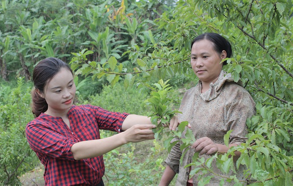 Nữ phó chủ tịch xã lên nương rẫy với bà con - Ảnh 1. Nữ phó chủ tịch xã lên nương rẫy với bà con - Ảnh 1.