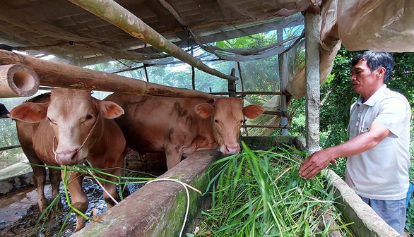 Nhà vườn lao đao vượt khó - Kỳ 2: Nhà vườn sa nợ - Ảnh 3. Nhà vườn lao đao vượt khó - Kỳ 2: Nhà vườn sa nợ - Ảnh 3.