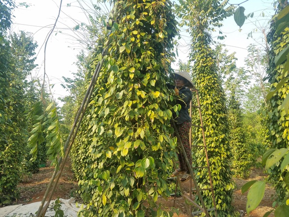 Vụ hồ tiêu mắc kẹt: Nepal đã có văn bản cho phép tái xuất - Ảnh 1. Vụ hồ tiêu mắc kẹt: Nepal đã có văn bản cho phép tái xuất - Ảnh 1.