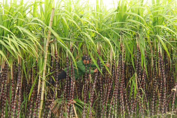 Thăm làng quê Bao La, ngắm cây ngô đồng cô đơn trong Mắt biếc - Ảnh 3. Thăm làng quê Bao La, ngắm cây ngô đồng cô đơn trong Mắt biếc - Ảnh 3.