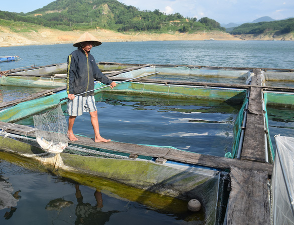 Cá nuôi hồ thủy điện Sông Tranh 2 chết do vi khuẩn, không phải ô nhiễm - Ảnh 1.