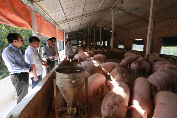 Bằng mọi giá, quý 4-2020 phải đủ nguồn cung thịt heo - Ảnh 1. Bằng mọi giá, quý 4-2020 phải đủ nguồn cung thịt heo - Ảnh 1.