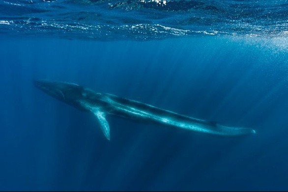 Tội nghiệp cá voi sắp chết đói vì bị cụt đuôi - Ảnh 2.