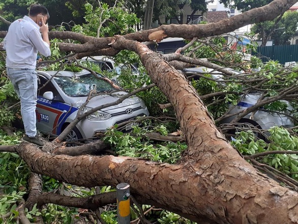 3 ôtô chạy trên phố Hà Nội bị nhánh cây xà cừ giáng xuống bất thần - Ảnh 1. 3 ôtô chạy trên phố Hà Nội bị nhánh cây xà cừ giáng xuống bất thần - Ảnh 1.