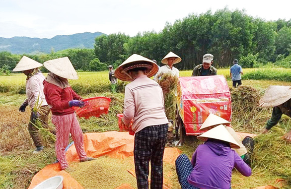 Xúc động cảnh hàng xóm chung tay gặt lúa giúp gia đình bị cách ly tập trung - Ảnh 2.