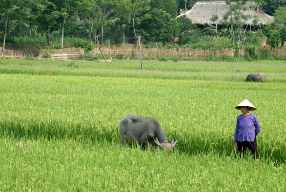 Nhớ miền gió hạ - Ảnh 1. Nhớ miền gió hạ - Ảnh 1.