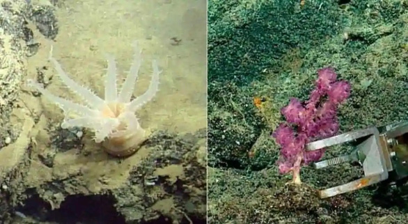 Phát hiện 30 loài mới dưới biển sâu - Ảnh 1.