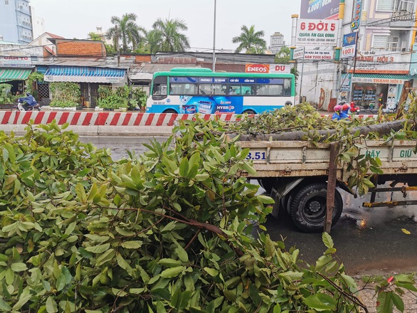 Cần Thơ: Mưa kèm gió mạnh làm nhiều cây xanh ngã đổ - Ảnh 2. Cần Thơ: Mưa kèm gió mạnh làm nhiều cây xanh ngã đổ - Ảnh 2.