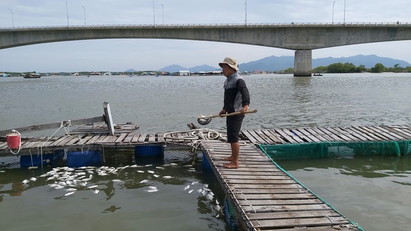 Cá bè Long Sơn chết lai rai do ký sinh trùng quả dưa - Ảnh 1. Cá bè Long Sơn chết lai rai do ký sinh trùng quả dưa - Ảnh 1.