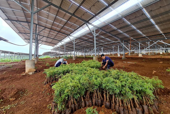 Lúng túng với điện mặt trời nông nghiệp - Ảnh 1. Lúng túng với điện mặt trời nông nghiệp - Ảnh 1.