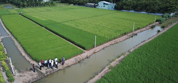 Chủ tịch Bạc Liêu gặp ông Hồ Quang Cua bàn hợp tác trồng lúa ST - Ảnh 2. Chủ tịch Bạc Liêu gặp ông Hồ Quang Cua bàn hợp tác trồng lúa ST - Ảnh 2.