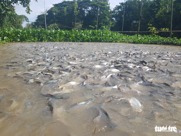Chi tiền triệu nuôi đàn cá hàng ngàn con kéo đến sống trên kênh Thần Nông - Ảnh 1.