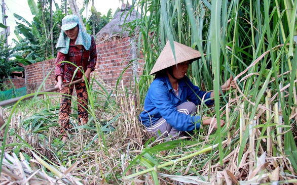Nên miễn giảm học phí cho học sinh, sinh viên vùng dịch - Ảnh 2. Nên miễn giảm học phí cho học sinh, sinh viên vùng dịch - Ảnh 2.