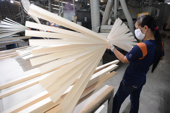 Hạt điều và ngành gỗ lội ngược dòng - Ảnh 1. Hạt điều và ngành gỗ lội ngược dòng - Ảnh 1.