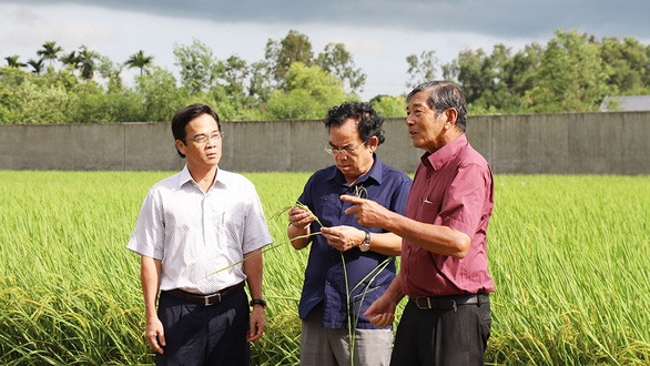 Gạo Việt đừng mải mê sản lượng - Ảnh 1.