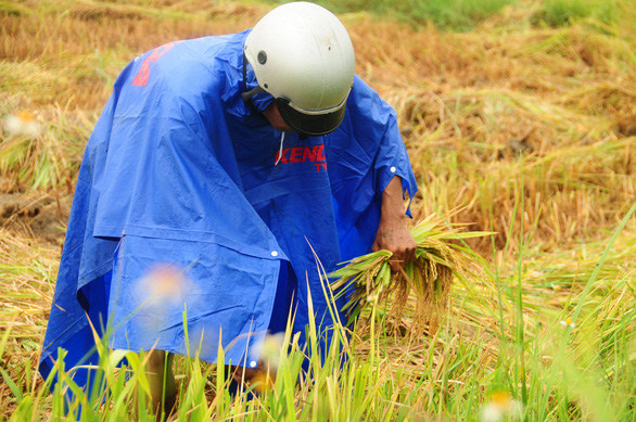 Nông dân hối hả gặt lúa sớm, phố cổ đốn bớt cây tránh bão - Ảnh 1.