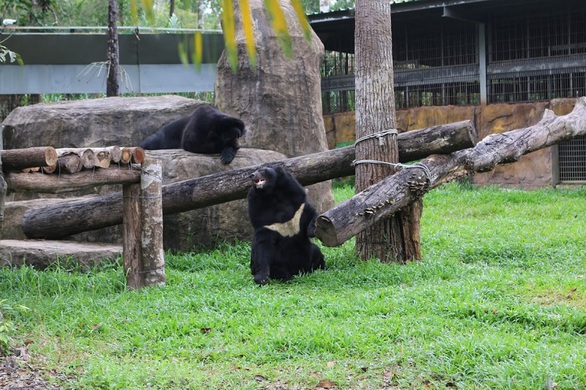 Vinpearl Safari hồi sinh cho gấu ngựa - Ảnh 4. Vinpearl Safari hồi sinh cho gấu ngựa - Ảnh 4.