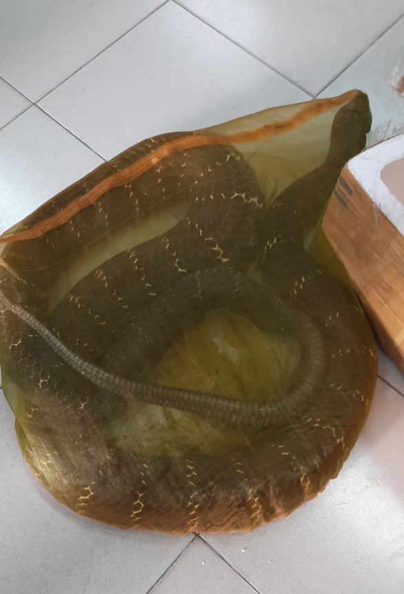 With a king cobra weighing 20 kg, the man was arrested by the police - Photo 2.