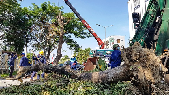 Bảo vệ cây xanh trước gió bão - Ảnh 3. Bảo vệ cây xanh trước gió bão - Ảnh 3.