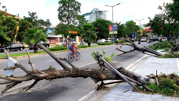 Bảo vệ cây xanh trước gió bão - Ảnh 4. Bảo vệ cây xanh trước gió bão - Ảnh 4.