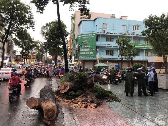 Đi đường bị cây xanh ngã đè: ai chịu trách nhiệm? - Ảnh 1. Đi đường bị cây xanh ngã đè: ai chịu trách nhiệm? - Ảnh 1.