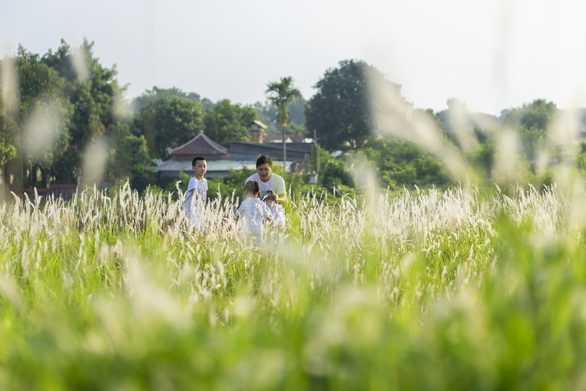 Lãng mạn mùa cỏ tranh xứ Huế - Ảnh 6. Lãng mạn mùa cỏ tranh xứ Huế - Ảnh 6.