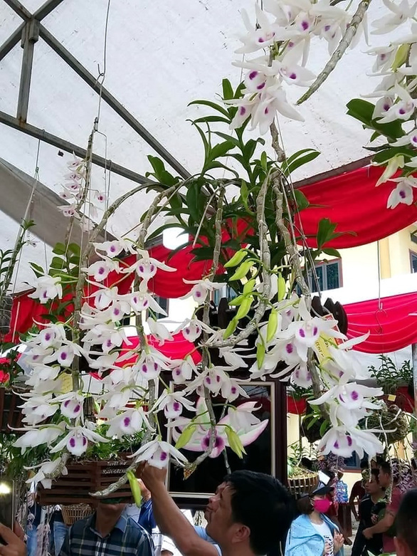 Bị khởi tố vì lấy lan thường giả lan đột biến bán 1,47 tỉ đồng - Ảnh 1. Bị khởi tố vì lấy lan thường giả lan đột biến bán 1,47 tỉ đồng - Ảnh 1.