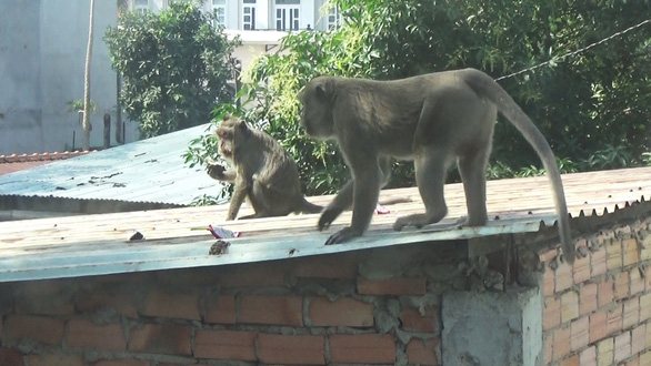 Anesthesia was expected to catch the roaring monkeys in a residential area of ​​District 12 - Photo 3.