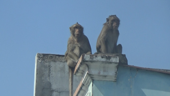 Anesthesia expected to catch the roaring monkeys in the residential area of ​​District 12 - Photo 4.