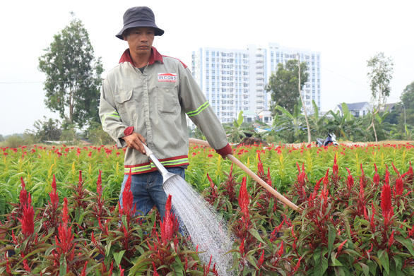 Raising the Saigon flower village is blooming, waiting for Tet - Photo 7.