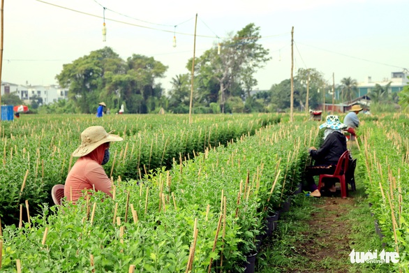 Raising the Saigon flower village in bloom, waiting for Tet - Photo 2.