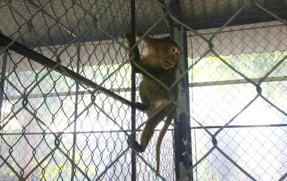 Người dân TP.HCM nơi đàn khỉ đại náo: Mong chúng được đoàn tụ nơi rừng xanh - Ảnh 3.