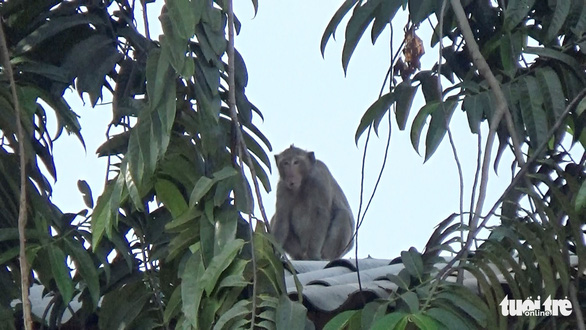 Người dân TP.HCM nơi đàn khỉ đại náo: Mong chúng được đoàn tụ nơi rừng xanh - Ảnh 1.