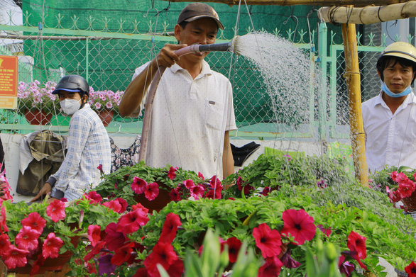 Hoa tết Cần Thơ nở rộ nhưng thưa vắng thương lái đến mua - Ảnh 3.