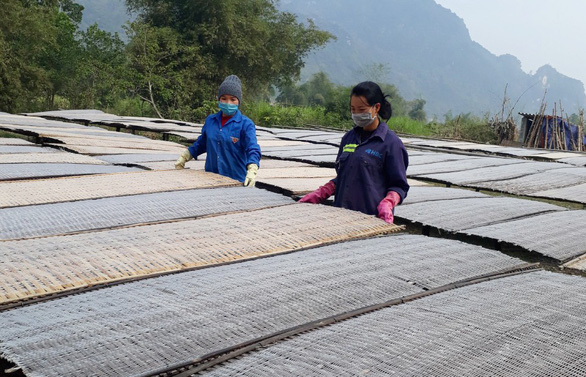 Nhộn nhịp xuống lá mai đón tết - Ảnh 2.