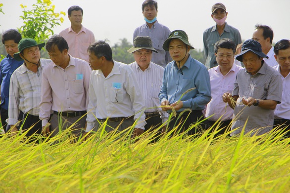 Kỹ sư Hồ Quang Cua trải lòng với Bộ trưởng NN-PTNT chuyện gạo ST25 rớt hạng - Ảnh 2. Kỹ sư Hồ Quang Cua trải lòng với Bộ trưởng NN-PTNT chuyện gạo ST25 rớt hạng - Ảnh 2.