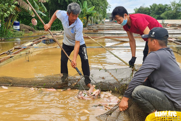 Mưa lũ, thủy điện xả nước dồn dập, hơn 750 tấn cá bè trên sông Đồng Nai chết trắng - Ảnh 2.