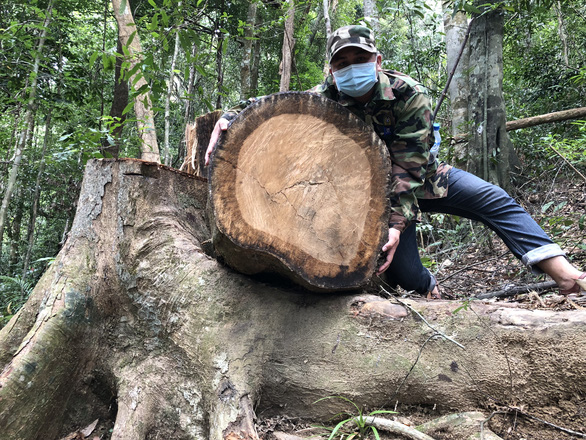 Giám đốc Sở NN&PTNT Quảng Ngãi: Để xảy ra phá rừng phòng hộ, trách nhiệm thuộc về tôi - Ảnh 1.