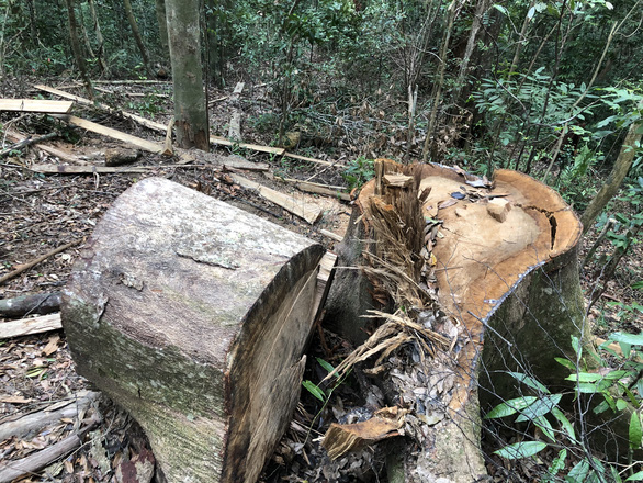 Cây dỗi, thông nàng đường kính cả mét trong rừng phòng hộ bị lâm tặc đốn hạ - Ảnh 6.