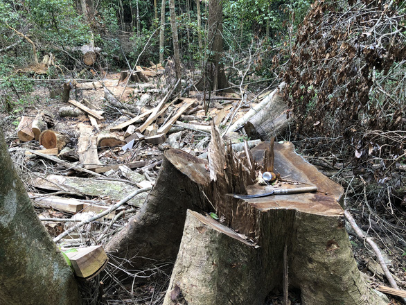 Giám đốc Sở NN&PTNT Quảng Ngãi: Để xảy ra phá rừng phòng hộ, trách nhiệm thuộc về tôi - Ảnh 2.